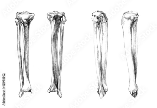 Hand drawn medical illustration drawing with imitation of lithography: Bones of leg (fibula, tibia)