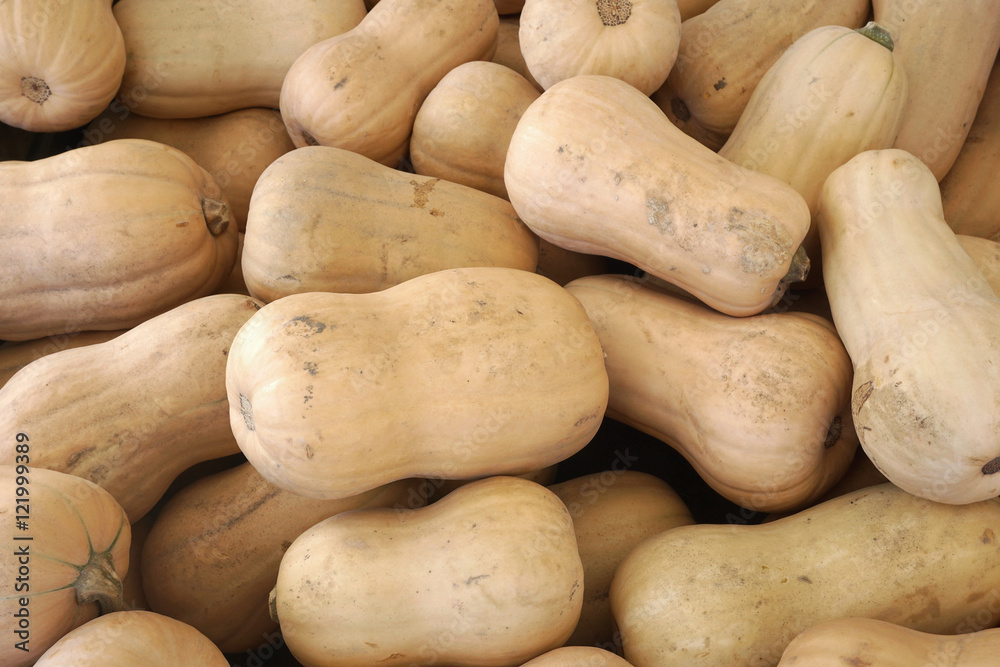 butternut squash pile in harvest season butternut squash pile in harvest season