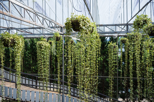 Peperomia emerald ripple hanging in the garden. photo