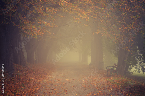 Fototapeta Naklejka Na Ścianę i Meble -  Autumn tree alley in the fog, Krakow, Poland