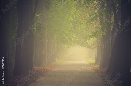 Autumn tree alley in the fog  Krakow  Poland