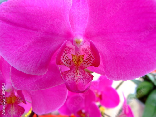 orchids © artemsht