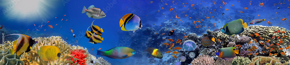 Fototapeta premium Koralowce morskie. Panorama