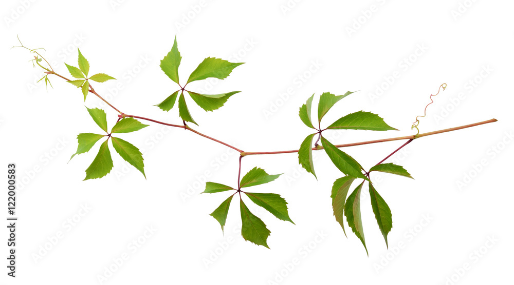 Parthenocissus twig with green leaves Parthenocissus twig with green leaves