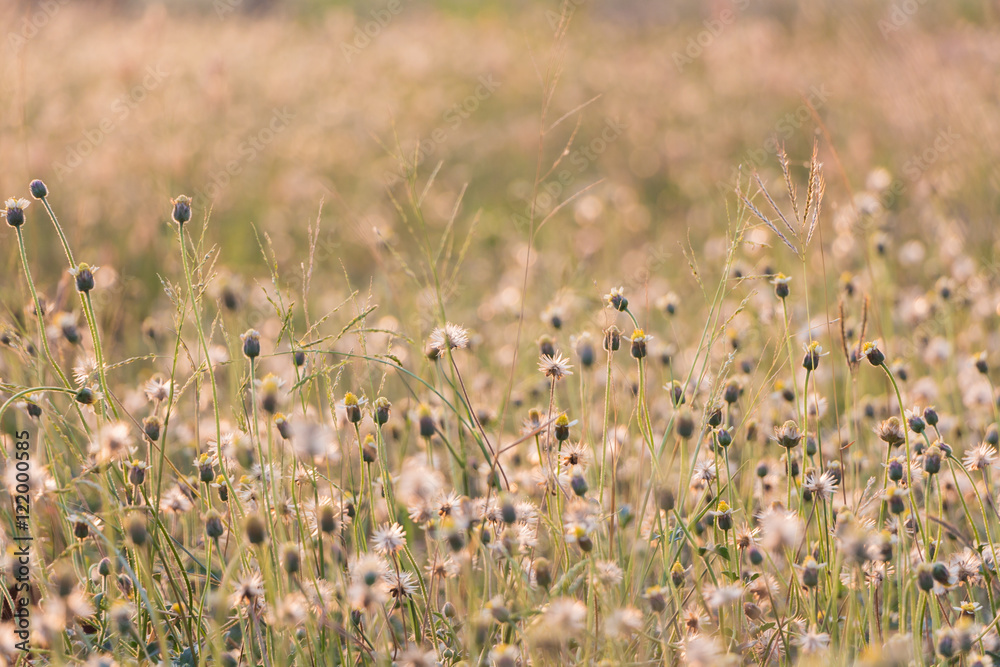 Plants dandelions - glass flowers