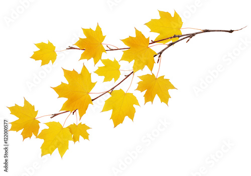 Autumn maple twig with yellow leaves