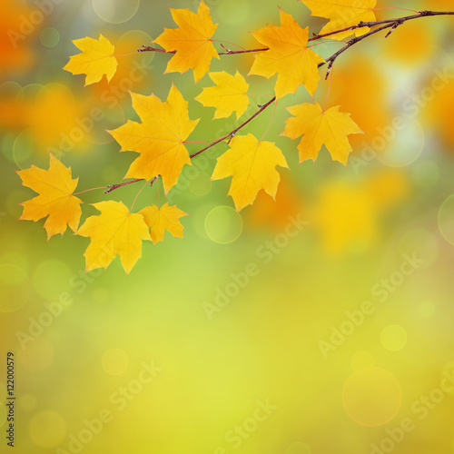 Autumn maple twig with yellow leaves background