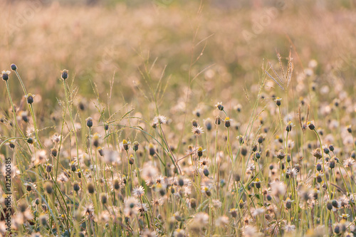Obraz na płótnie Plants dandelions - glass flowers w salonie