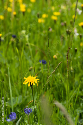 Macro di fiori sul prato