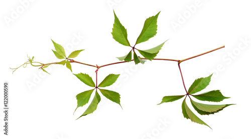 Parthenocissus twig with green leaves