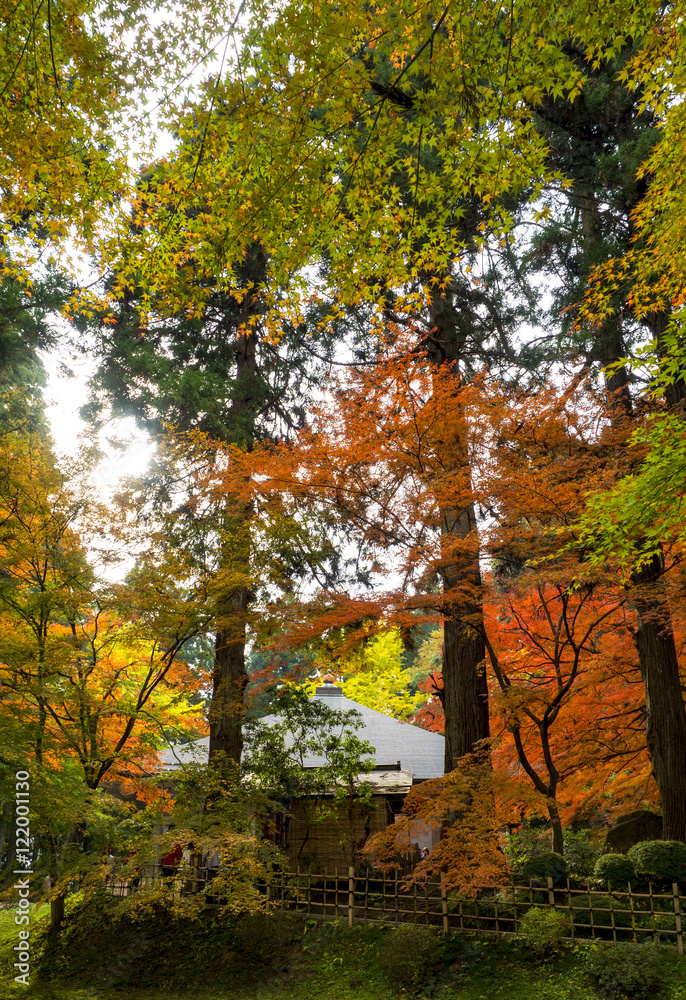 世界遺産　平泉　中尊寺の紅葉