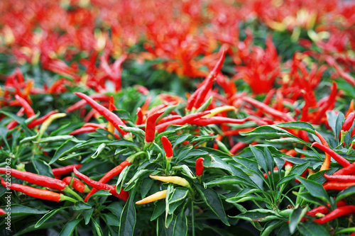 Hot chili peppers in pots, closeup