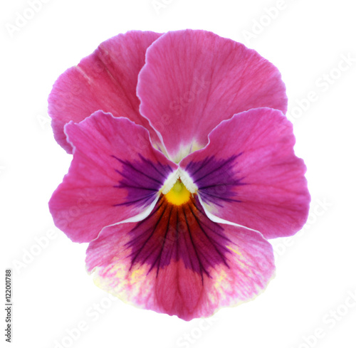 purple pansy flower isolated on white background © anphotos99