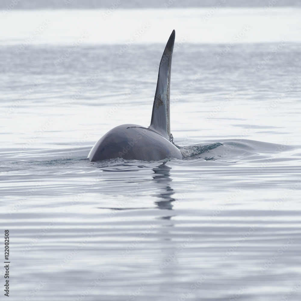 Fototapeta premium Orca, Iceland