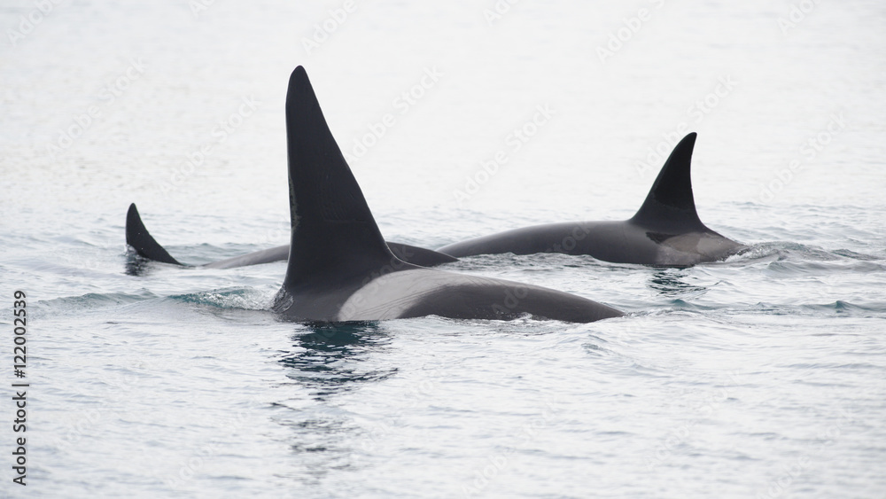 Naklejka premium Pod of Orcas, Iceland