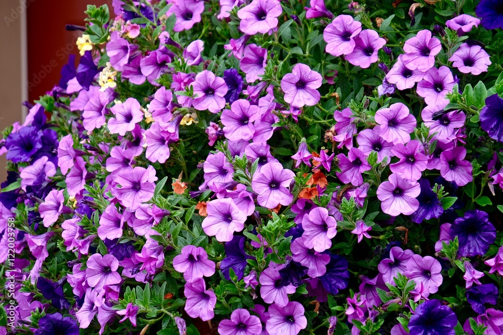 Naklejka premium Abundant Petunia flowers in full bloom. 