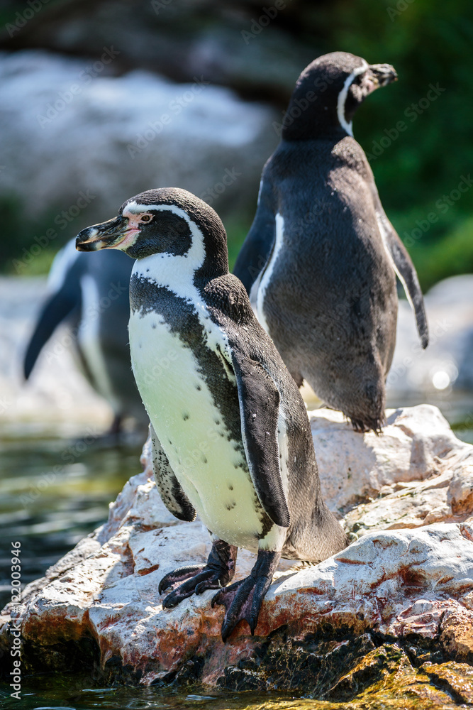 Naklejka premium African penguins