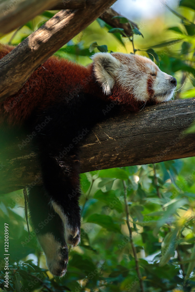 Obraz premium Red panda sleeping