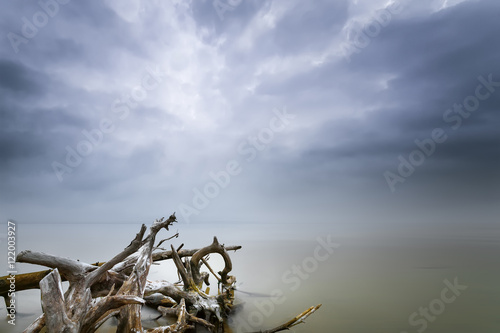 old log in the water / beach is a wild beach, early spring, Ukra