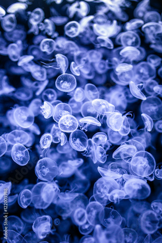 Group of jellyfish © Xalanx
