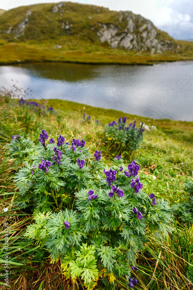 Fototapeta premium Mountain flowers by a glacial lake