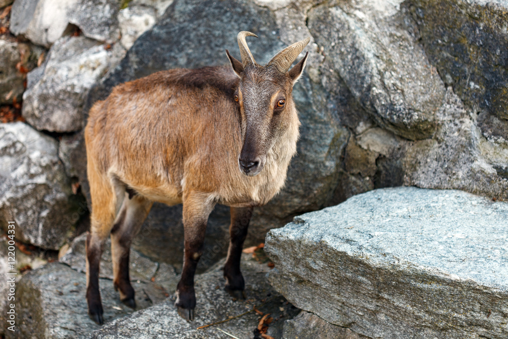 Mountain goat on rocks Mountain goat on rocks
