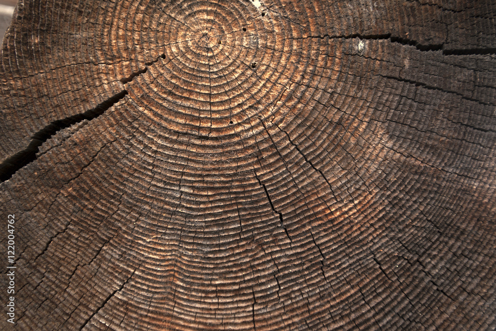 Fototapeta premium texture of dark wood. natural background.