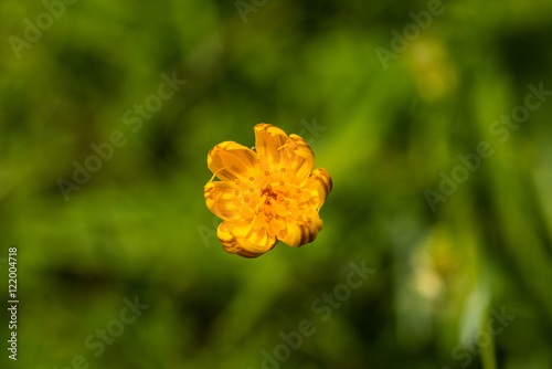 Macro fiori alpini photo