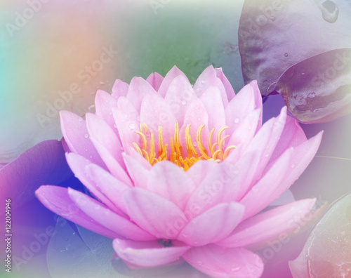 pink water lily with leaf on pond with a pastel multicolored gradient,nature abstract background