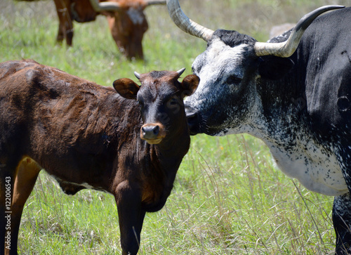 Texas Longhorn Cow and Calf photo