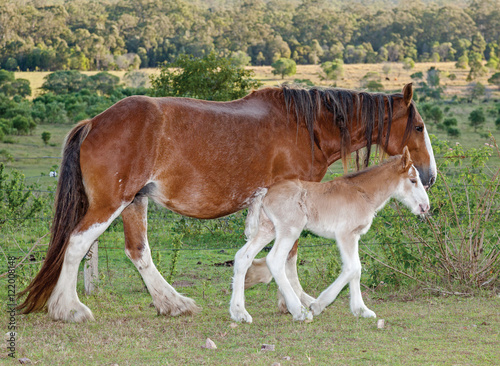 Obraz na plátně clydesdale horse