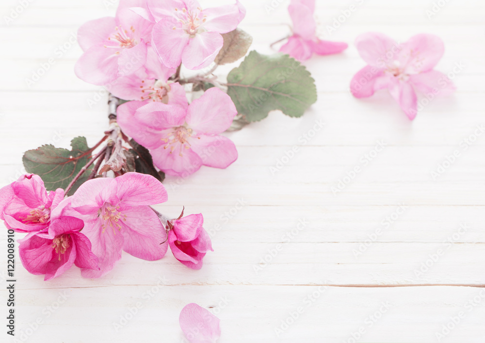apple flowers on wooden background apple flowers on wooden background