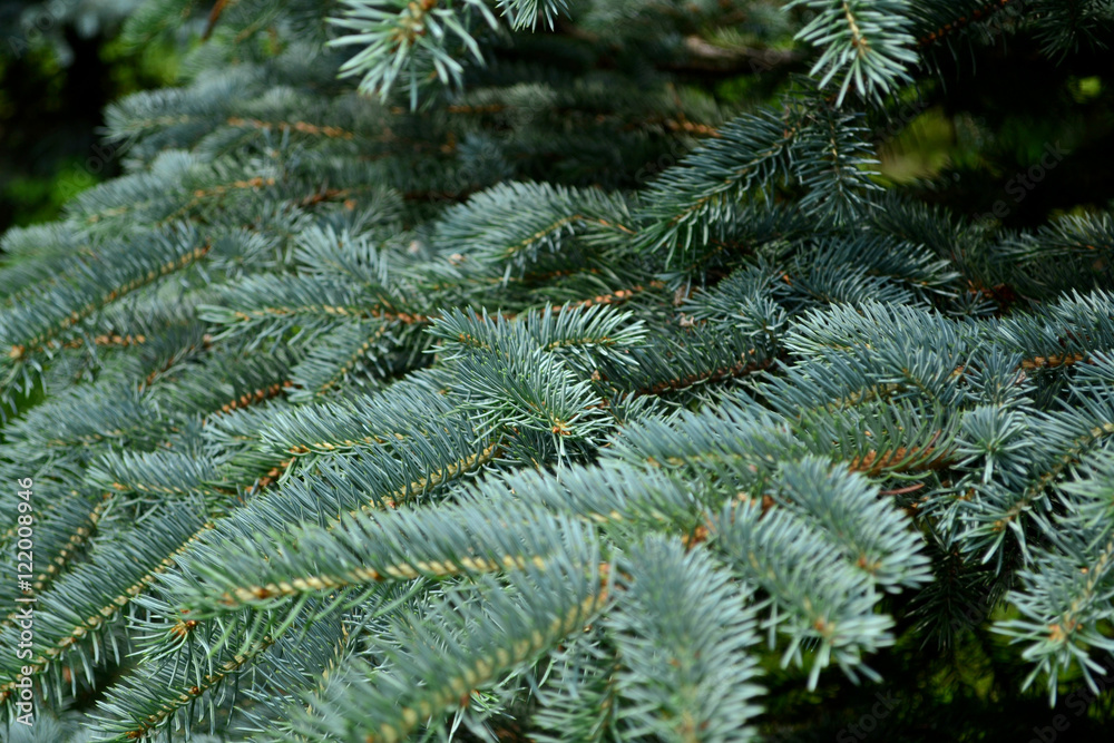 Fir branches Fir branches