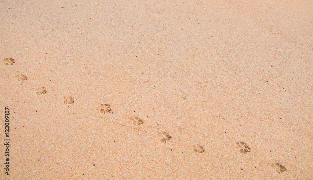 dog footprint on smooth sand at beach dog footprint on smooth sand at beach