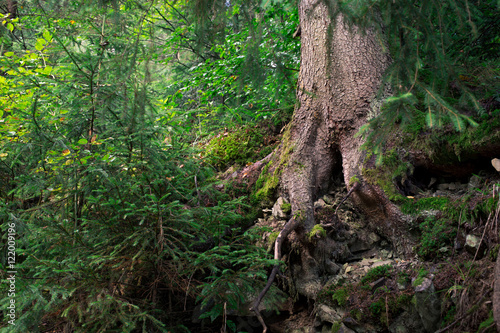 Old tree with crooked roots in the coniferous forest
