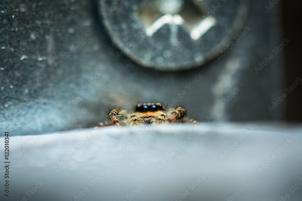 Fotografie Spider hiding near screw, relative size comparison