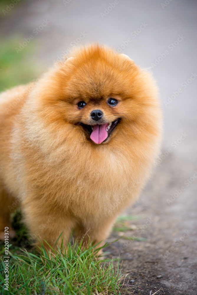 Portrait of cute pomeranian spitz dog