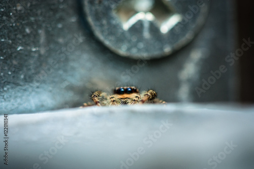 Spider hiding near screw, relative size comparison photo