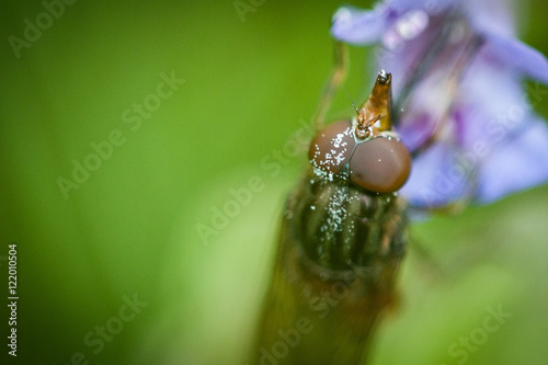 Hoverfly (Rhingia campestris)