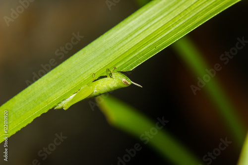 little green grasshopper perched on stem