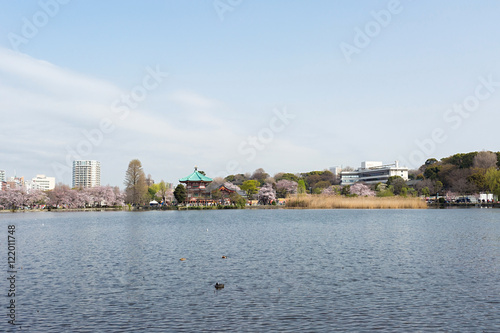 Shinobazu pond located at Ueno Park, Taito Ward, Tokyo, Japan. © thisisdraft