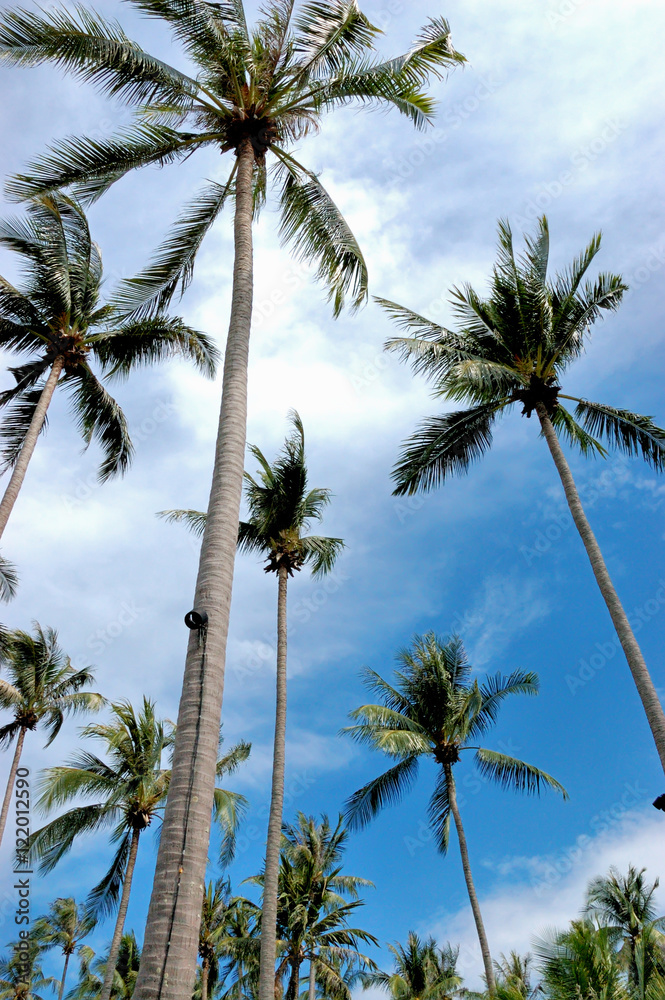Obraz premium Coconut tree on an island