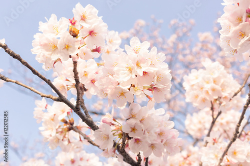 Cherry blossoms at Ueno Park, Tokyo, Japan.