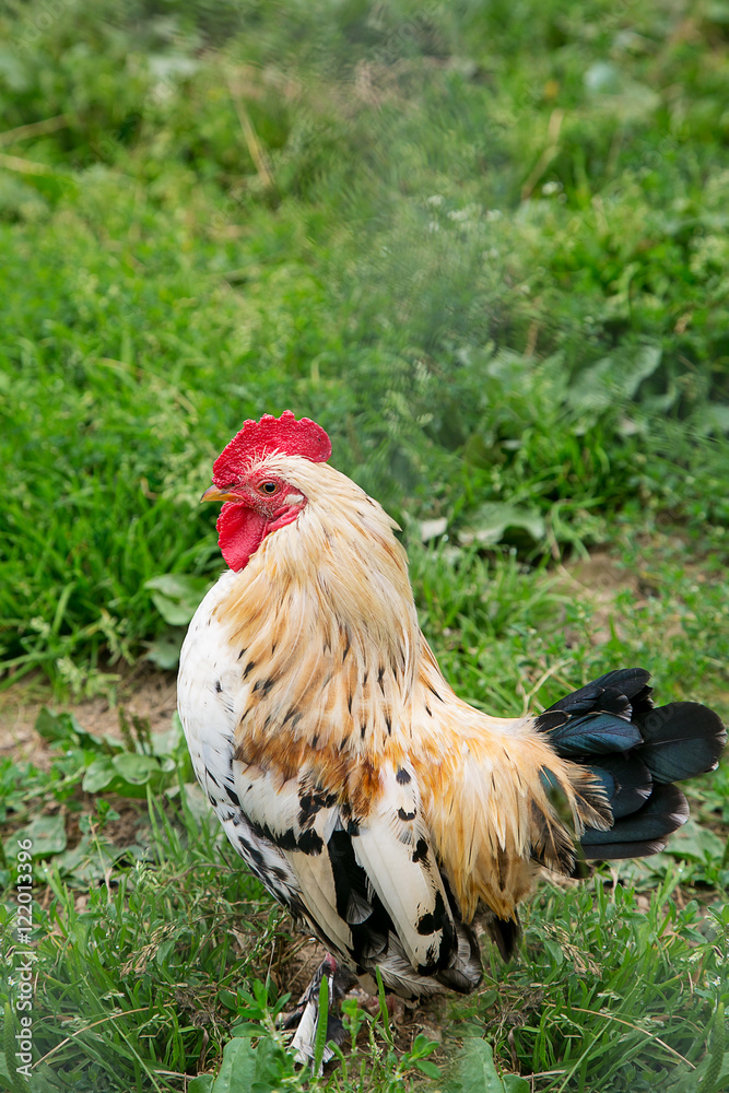 Fototapeta premium Beautiful colorful rooster on outdoor.