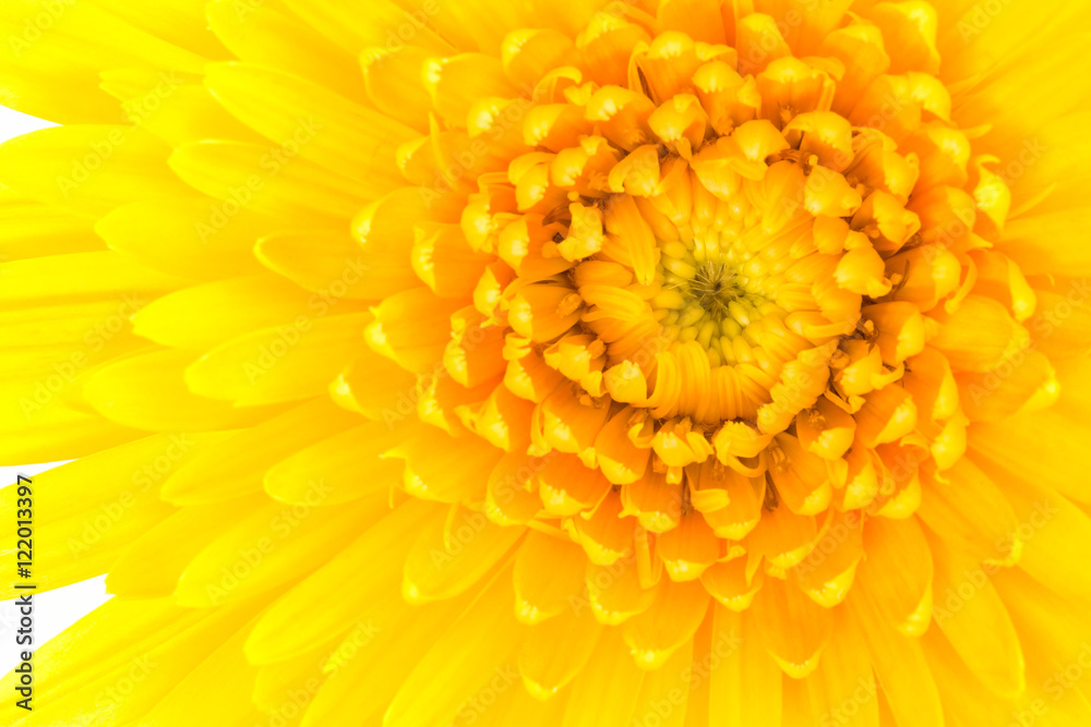 Closeup a yellow gerbera daisy flower.