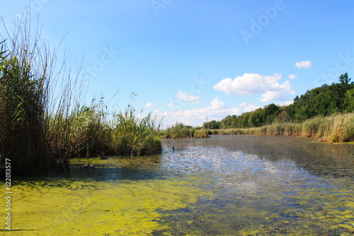 Lake with green algae and duckweed on the water surface  photo