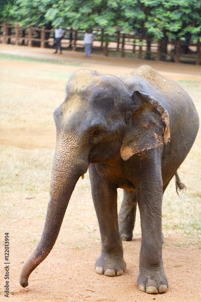 Fototapeta premium sri lanka elephant