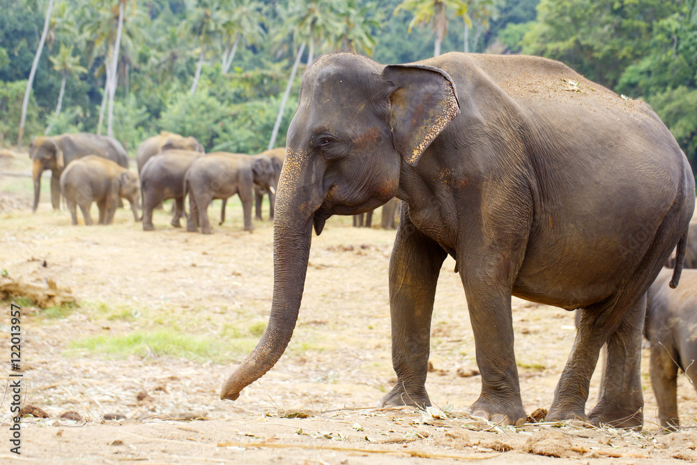 Fototapeta premium słoń sri lanki