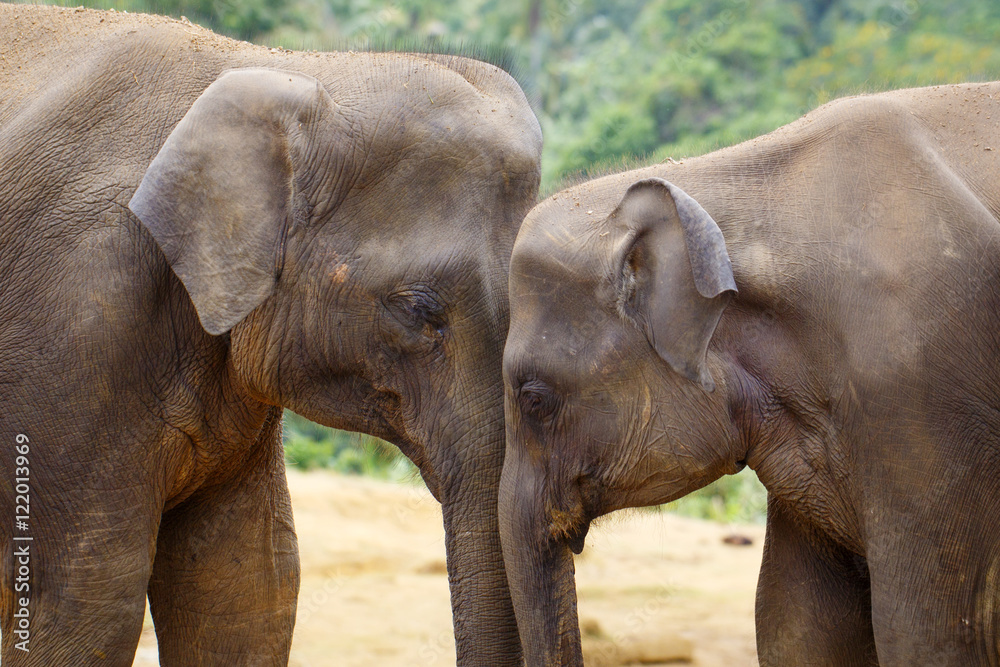 Obraz premium sri lanka elephant