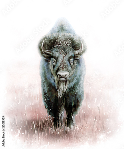  wild bison male / wild bison digital painting